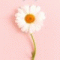 회원님의 사진